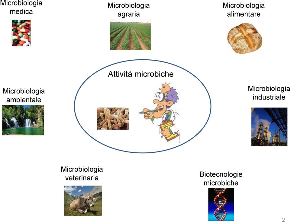 ambientale Attività microbiche Microbiologia