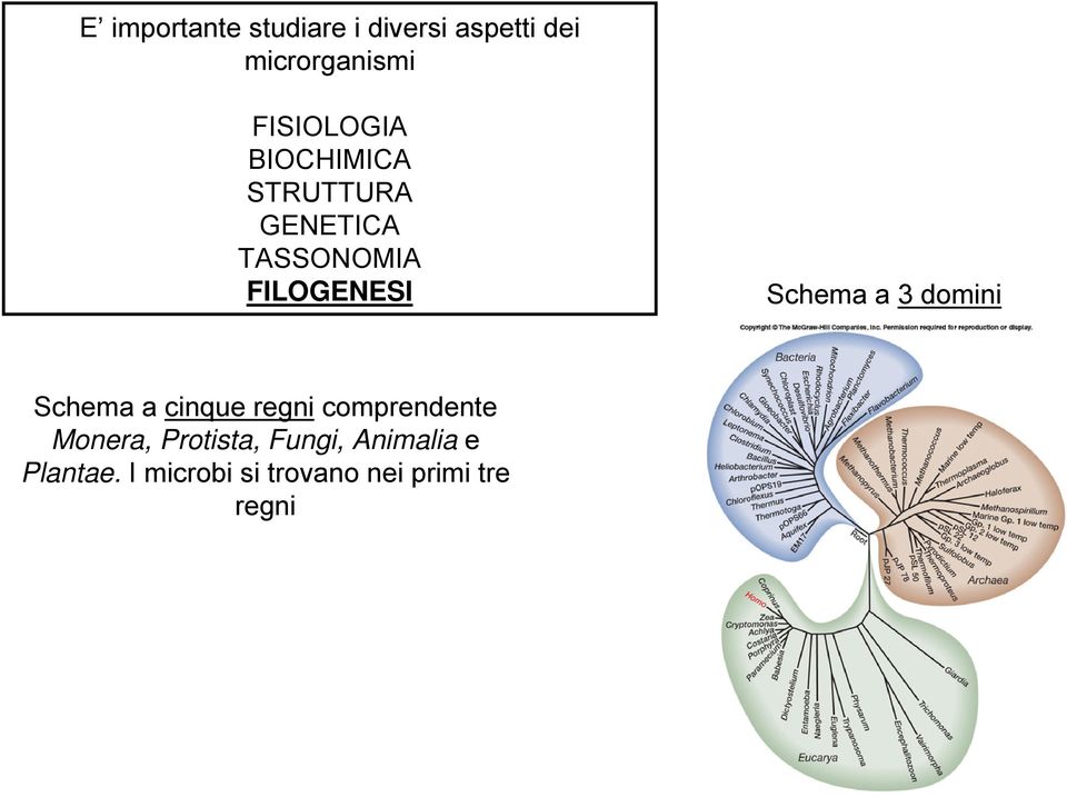 Schema a 3 domini Schema a cinque regni comprendente Monera,