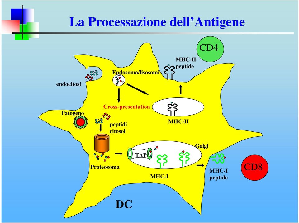 endocitosi Patogeno Cross-presentation