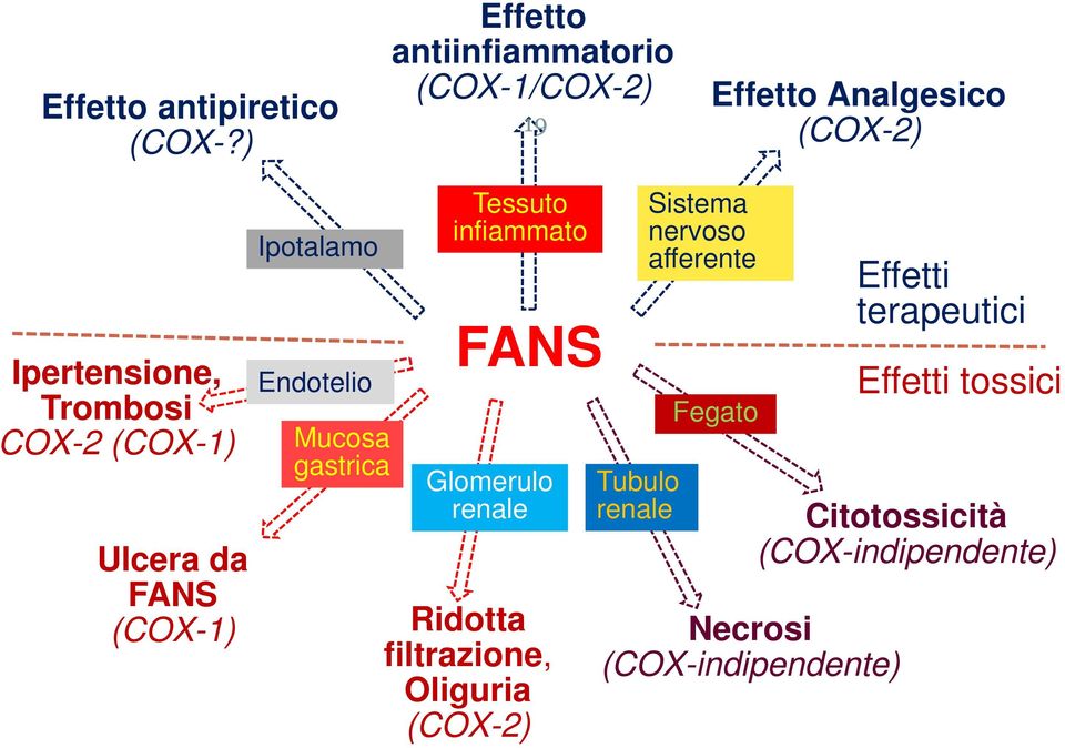 (COX-1) Ulcera da FANS (COX-1) Ipotalamo Endotelio Mucosa gastrica Tessuto infiammato FANS Glomerulo