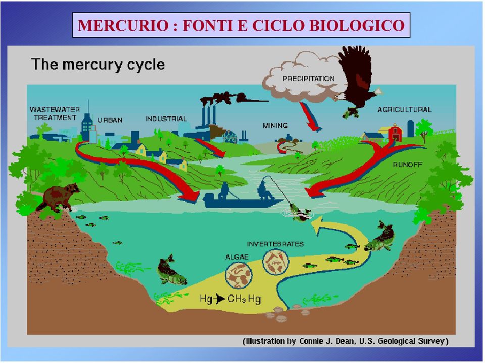 CICLO