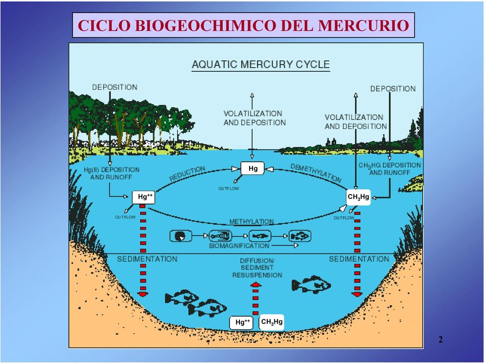 DEL MERCURIO Hg