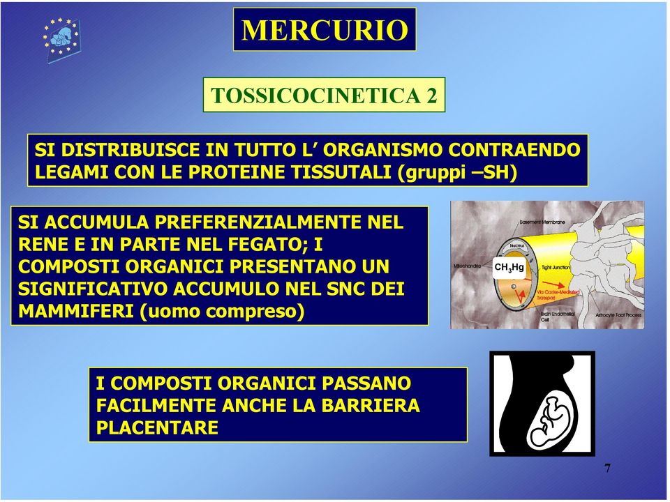 FEGATO; I COMPOSTI ORGANICI PRESENTANO UN SIGNIFICATIVO ACCUMULO NEL SNC DEI MAMMIFERI