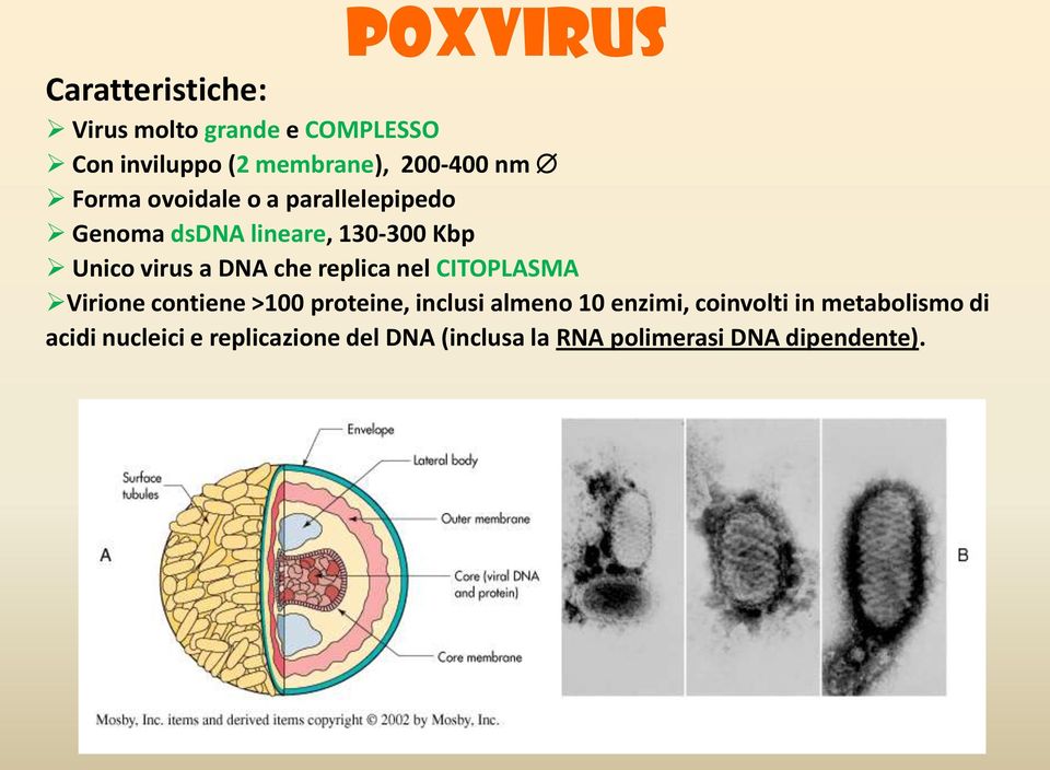 replica nel CITOPLASMA Virione contiene >100 proteine, inclusi almeno 10 enzimi, coinvolti in