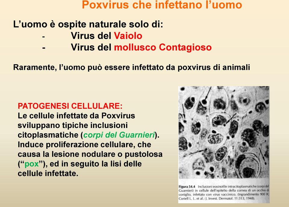 infettate da Poxvirus sviluppano tipiche inclusioni citoplasmatiche (corpi del Guarnieri).