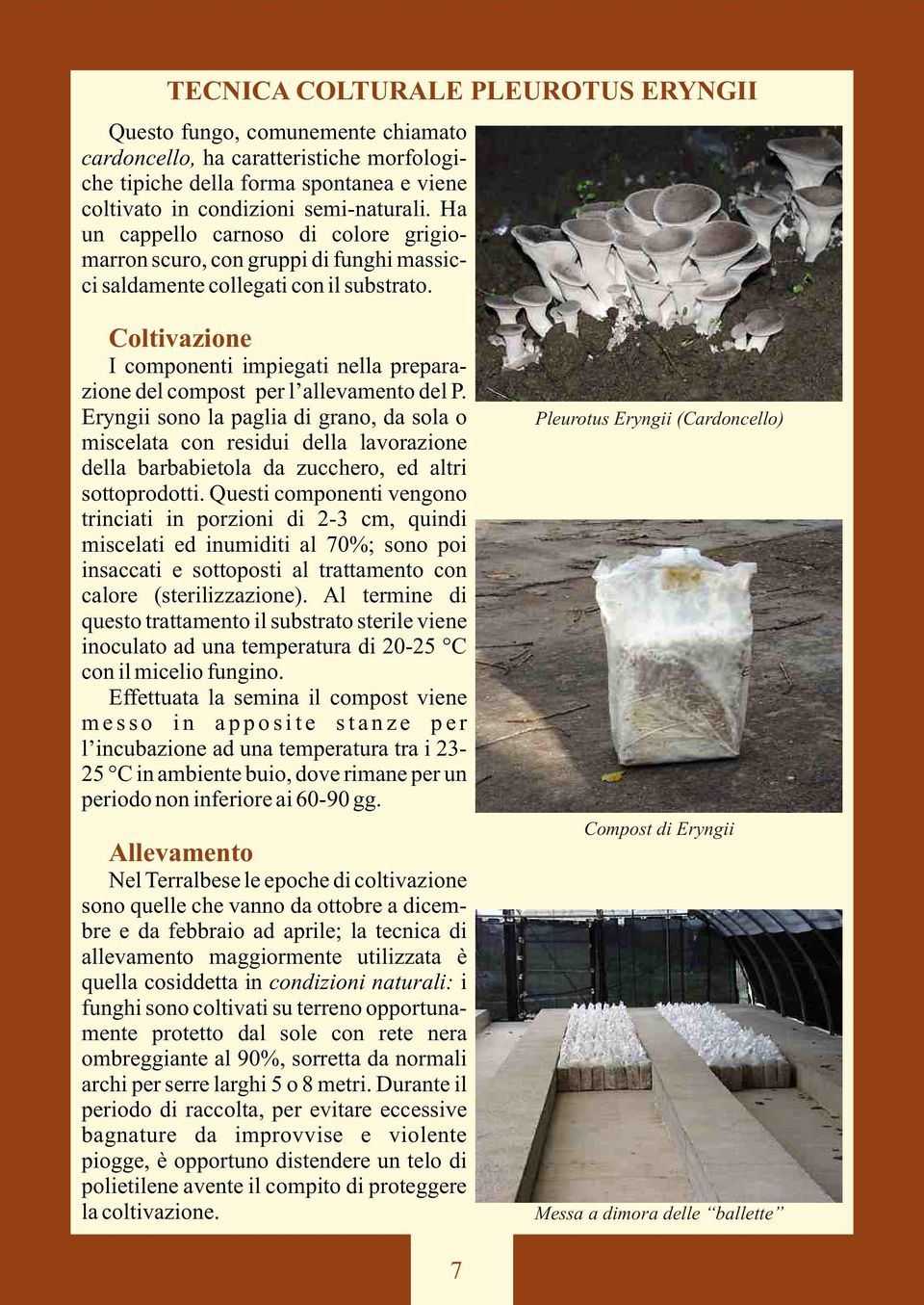 Coltivazione I componenti impiegati nella preparazione del compost per l allevamento del P.