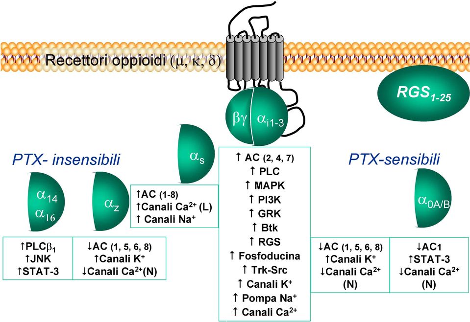 (2, 4, 7) PLC MAPK PI3K GRK Btk RGS Fosfoducina Trk-Src Canali K + Pompa Na + Canali Ca 2+ RGS