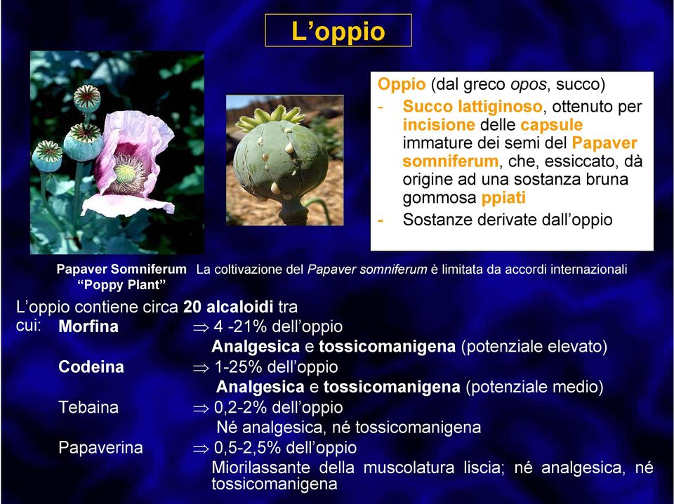 oppio contiene circa 20 alcaloidi tra cui: Morfina 4-21% dell oppio Analgesica e tossicomanigena (potenziale elevato) Codeina 1-25% dell oppio Analgesica e tossicomanigena