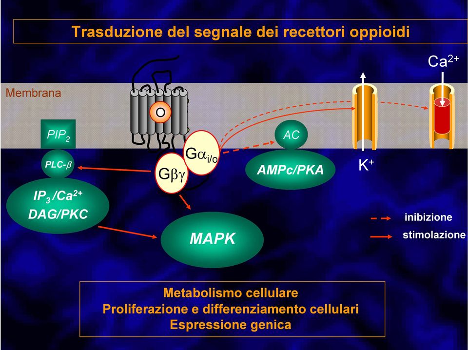 2+ DAG/PKC inibizione MAPK stimolazione Metabolismo