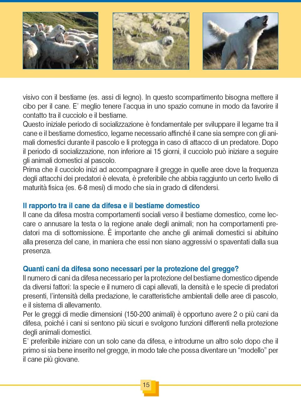 Questo iniziale periodo di socializzazione è fondamentale per sviluppare il legame tra il cane e il bestiame domestico, legame necessario affinché il cane sia sempre con gli animali domestici durante