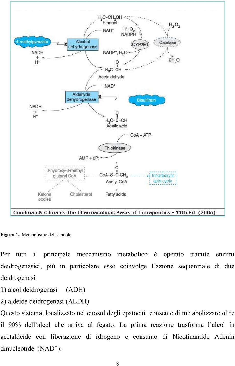 esso coinvolge l azione sequenziale di due deidrogenasi: 1) alcol deidrogenasi (ADH) 2) aldeide deidrogenasi (ALDH) Questo