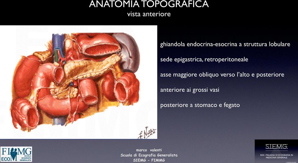 epigastrica, retroperitoneale asse maggiore obliquo