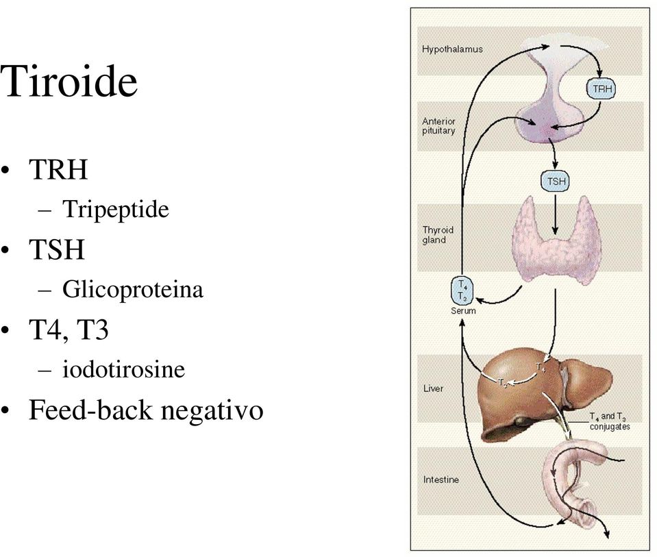 Glicoproteina T4,