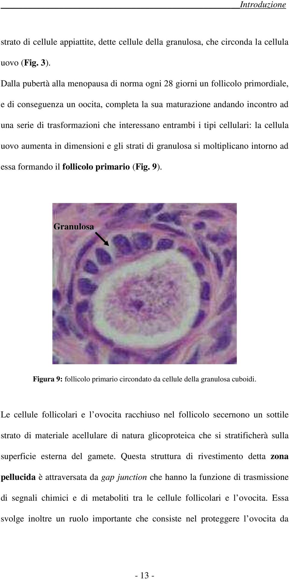 entrambi i tipi cellulari: la cellula uovo aumenta in dimensioni e gli strati di granulosa si moltiplicano intorno ad essa formando il follicolo primario (Fig. 9).