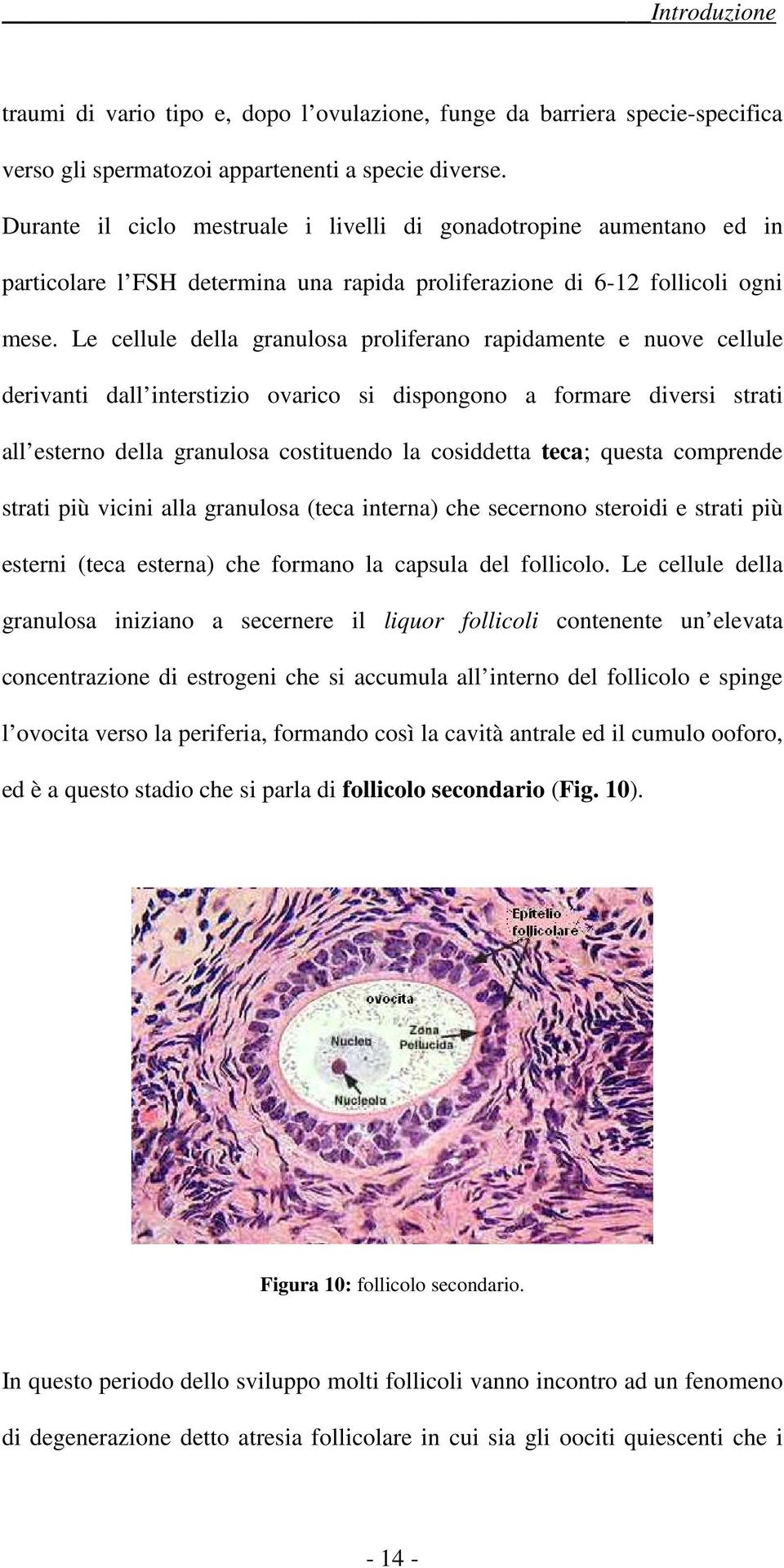 Le cellule della granulosa proliferano rapidamente e nuove cellule derivanti dall interstizio ovarico si dispongono a formare diversi strati all esterno della granulosa costituendo la cosiddetta