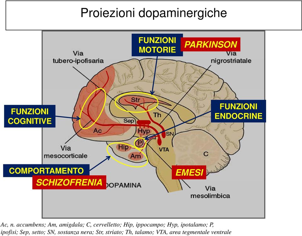 accumbens; Am, amigdala; C, cervelletto; Hip, ippocampo; Hyp, ipotalamo; P,