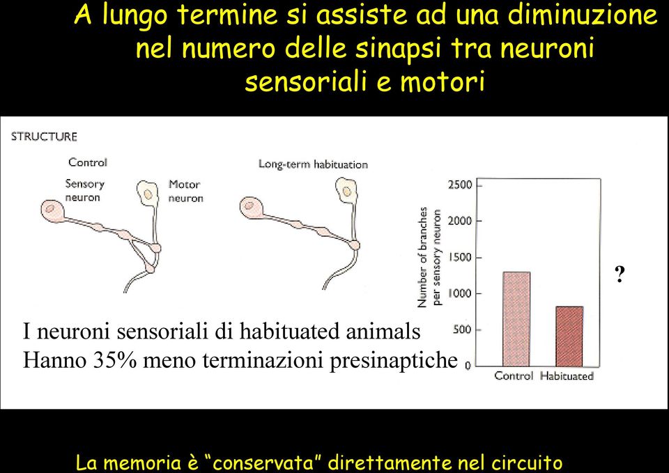 I neuroni sensoriali di habituated animals Hanno 35% meno
