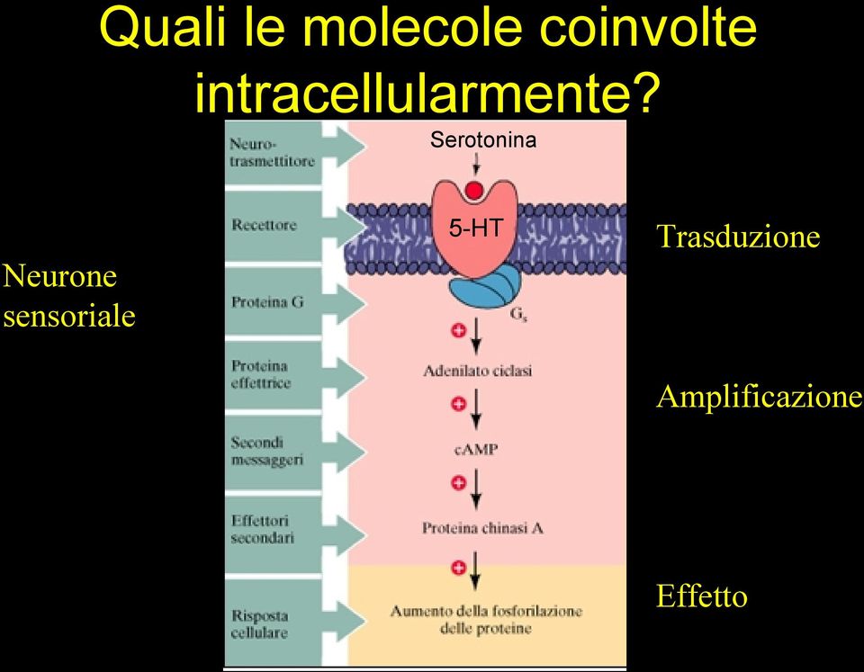 Serotonina 5-HT Trasduzione