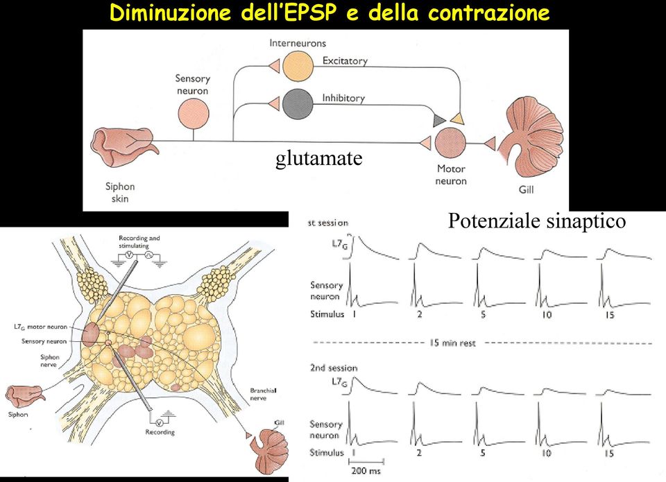 contrazione