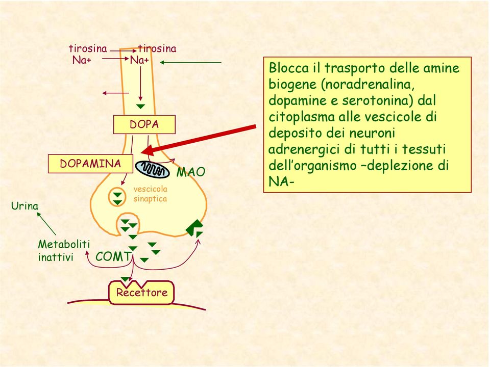 deposito dei neuroni adrenergici di tutti i tessuti dell organismo