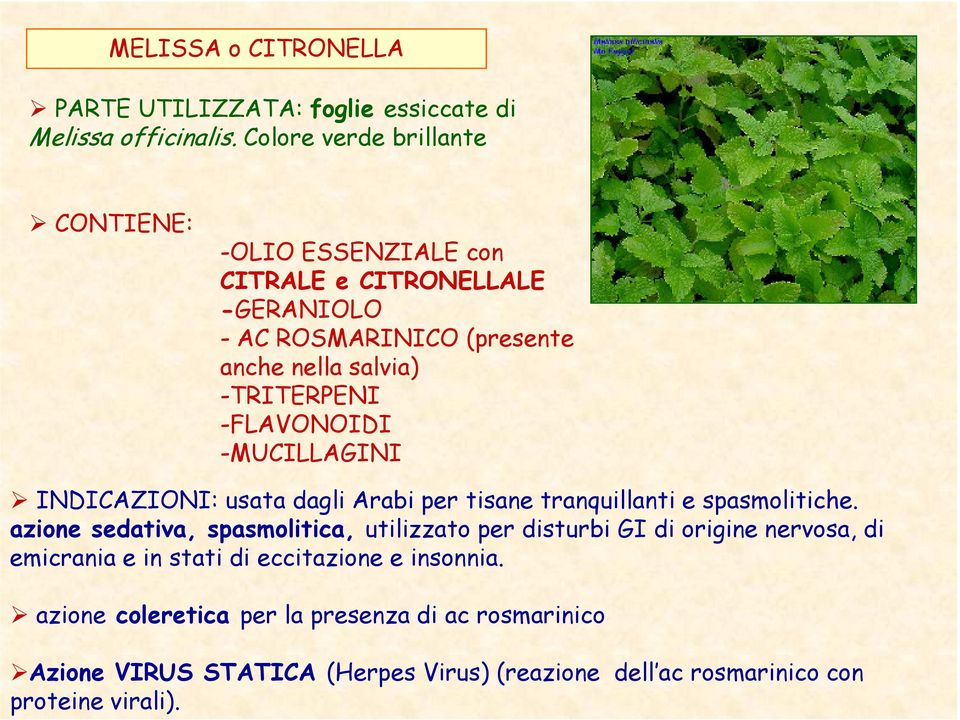 -FLAVONOIDI -MUCILLAGINI INDICAZIONI: usata dagli Arabi per tisane tranquillanti e spasmolitiche.