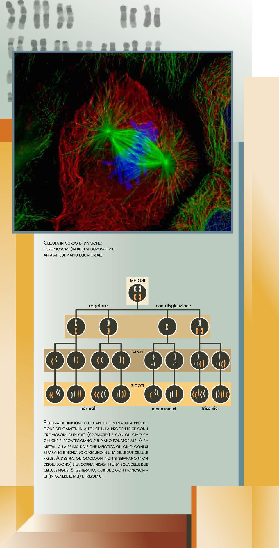 In alto: cellula progenitrice con i cromosomi duplicati (cromatidi) e con gli omologhi che si fronteggiano sul piano equatoriale.