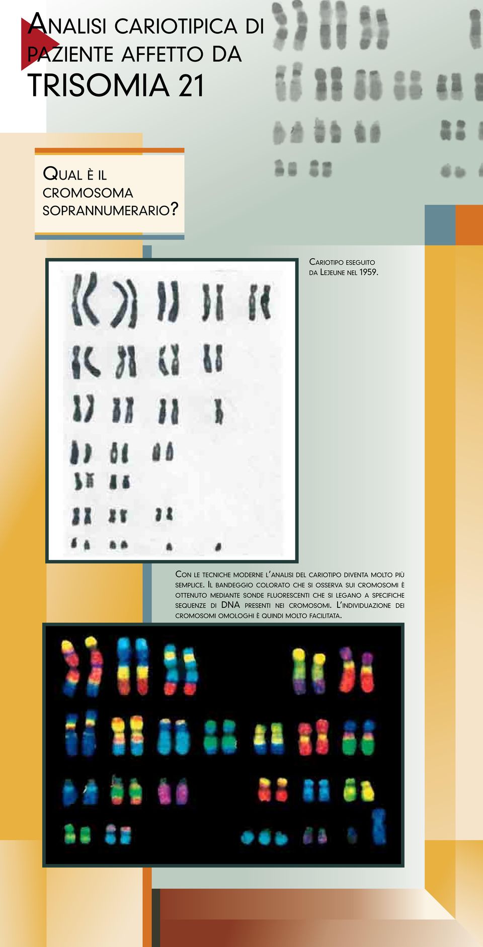 Con le tecniche moderne l analisi del cariotipo diventa molto più semplice.