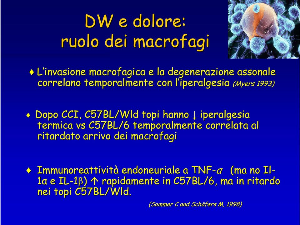 C57BL/6 temporalmente correlata al ritardato arrivo dei macrofagi Immunoreattività endoneuriale a TNF-α