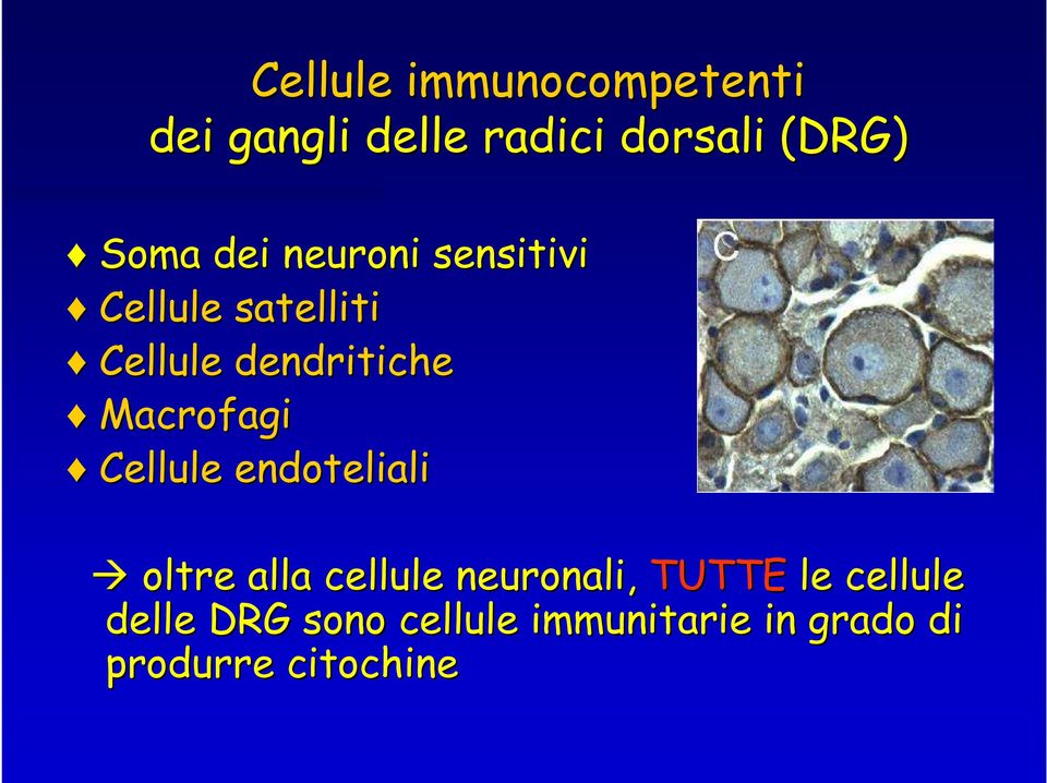 Macrofagi Cellule endoteliali oltre alla cellule neuronali, TUTTE