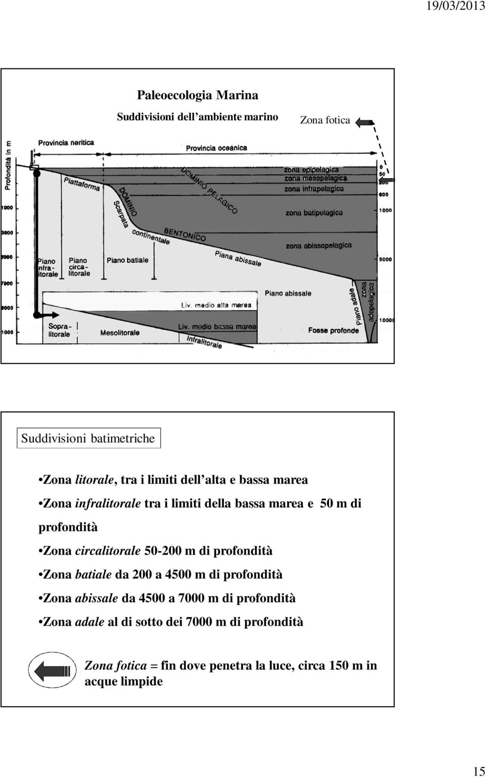 circalitorale 50-200 m di profondità Zona batiale da 200 a 4500 m di profondità Zona abissale da 4500 a 7000 m di