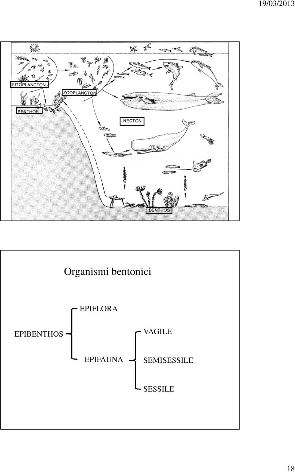 VAGILE EPIFAUNA