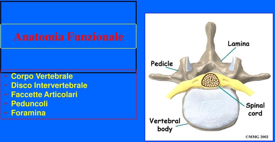 Intervertebrale Faccette