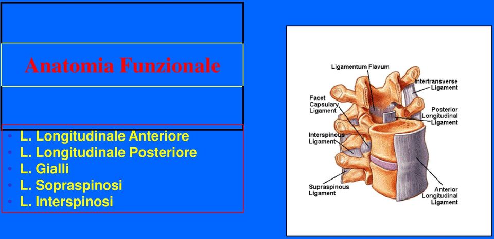 Longitudinale Posteriore L.