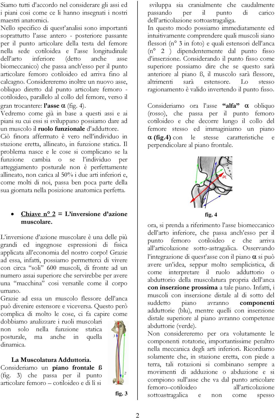 inferiore (detto anche asse biomeccanico) che passa anch esso per il punto articolare femoro cotiloideo ed arriva fino al calcagno.