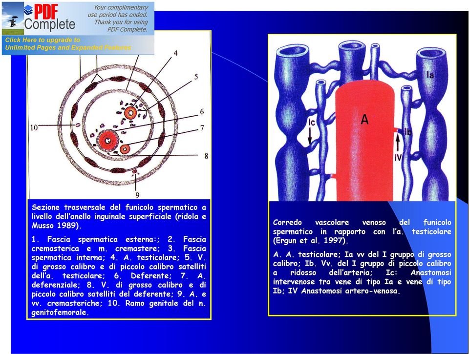 A. e vv. cremasteriche; 10. Ramo genitale del n. genitofemorale. Corredo vascolare venoso del funicolo spermatico in rapporto con l a. testicolare (Ergun et al. 1997). A.