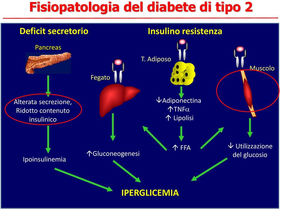 Adiposo Muscolo Alterata secrezione, Ridotto contenuto