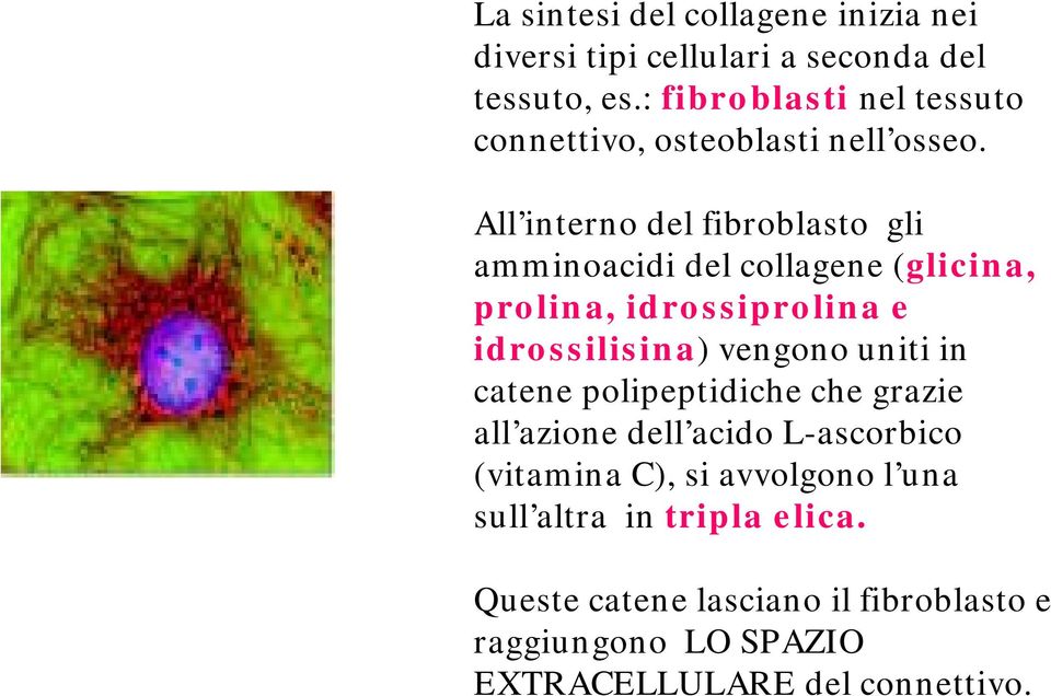 All interno del fibroblasto gli amminoacidi del collagene (glicina, prolina, idrossiprolina e idrossilisina) vengono uniti