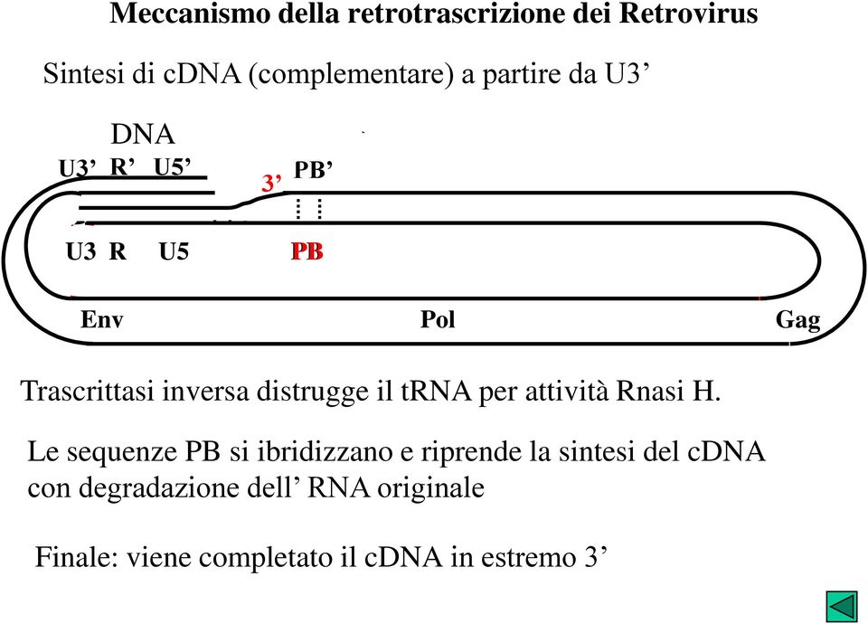 distrugge il trna per attività Rnasi H.