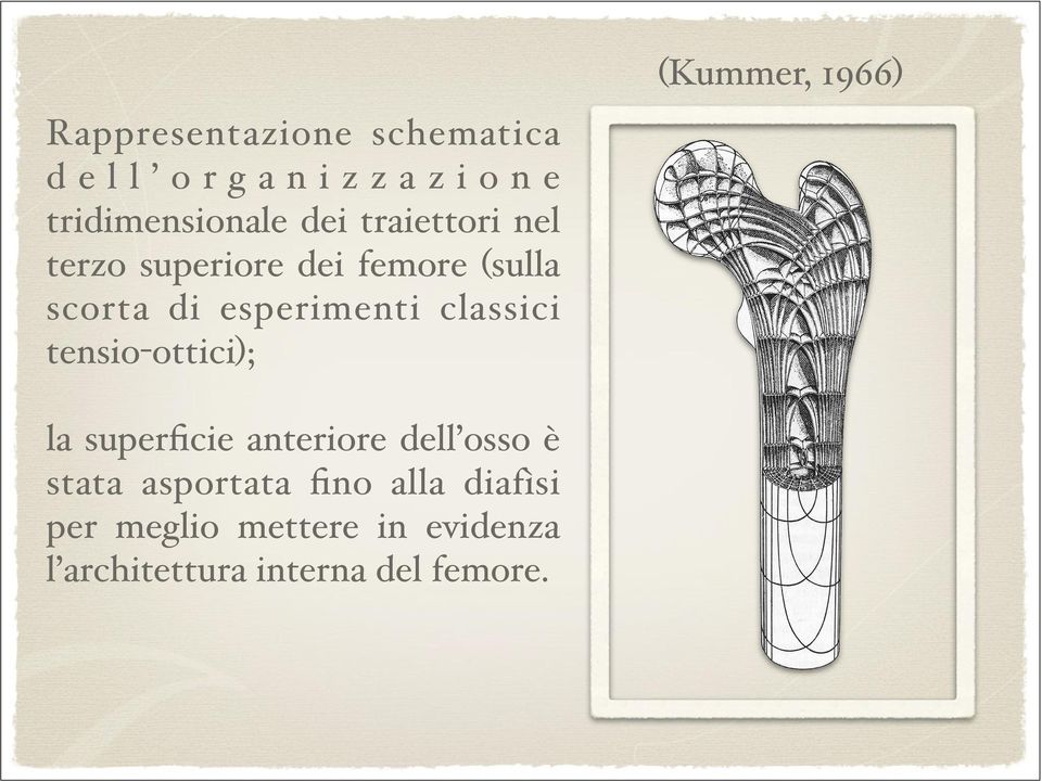 classici tensio-ottici); (Kummer, 1966) la superficie anteriore dell osso è stata