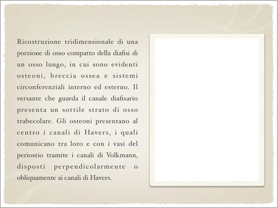 Gli osteoni presentano al centro i canali di Ha vers, i quali comunicano tra loro e con i vasi del periostio tramite i canali di Volkmann, disposti perpendicolarmente o obliquamente ai canali di