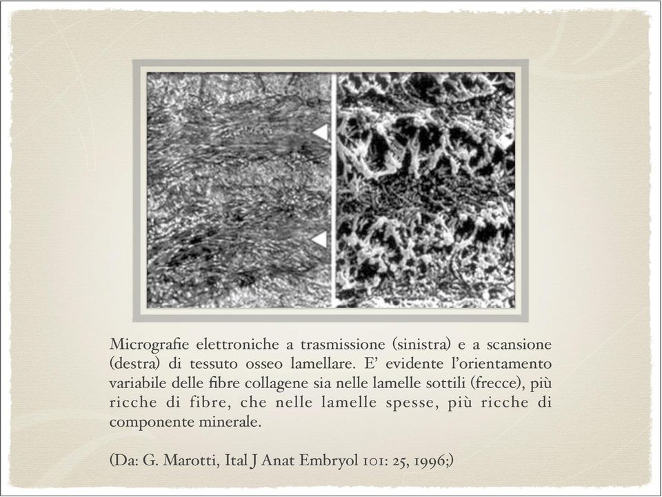 Figura 19 Micrografie elettroniche a trasmissione (sinistra) e a scansione (destra) di tessuto osseo lamellare.