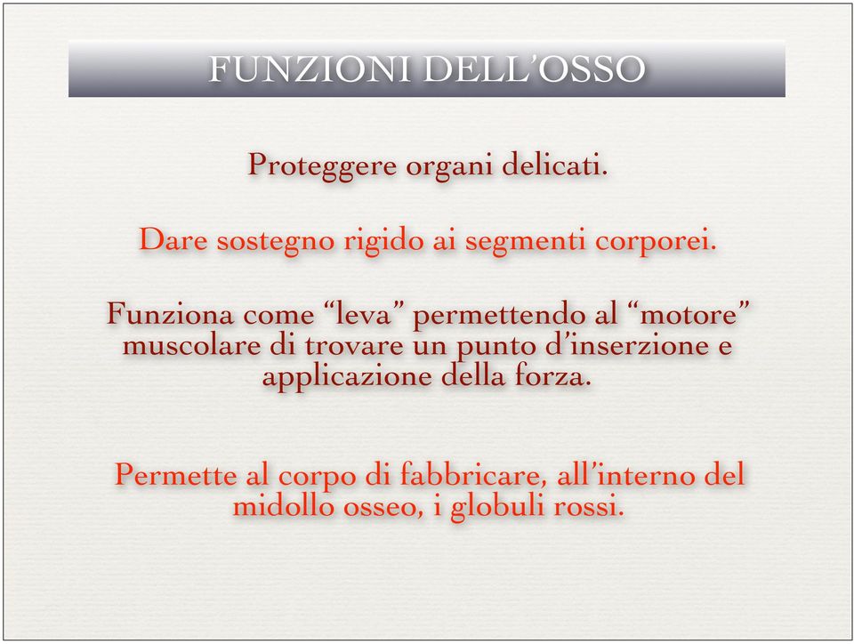 Funziona come leva permettendo al motore muscolare di trovare un punto