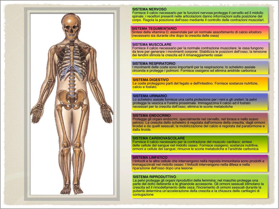 SISTEMA TEGUMENTARIO Sintesi della vitamina D, essenziale per un normale assorbimento di calcio efosforo (necessario sia durante che dopo la crescita delle ossa) SISTEMA MUSCOLARE Fornisce il calcio