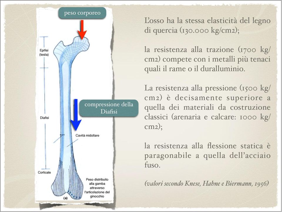 (a) Il femore, o osso della coscia, presenta una diafisi, le cui pareti sono costituite da osso compatto, e due epifisi (estremità di osso spugnoso).