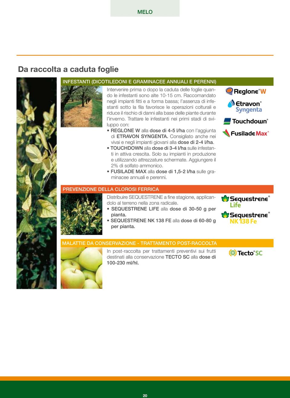 Trattare le infestanti nei primi stadi di sviluppo con: REGLONE W alla dose di 4-5 l/ha con l aggiunta di ETRAVON SYNGENTA. Consigliato anche nei vivai e negli impianti giovani alla dose di 2-4 l/ha.