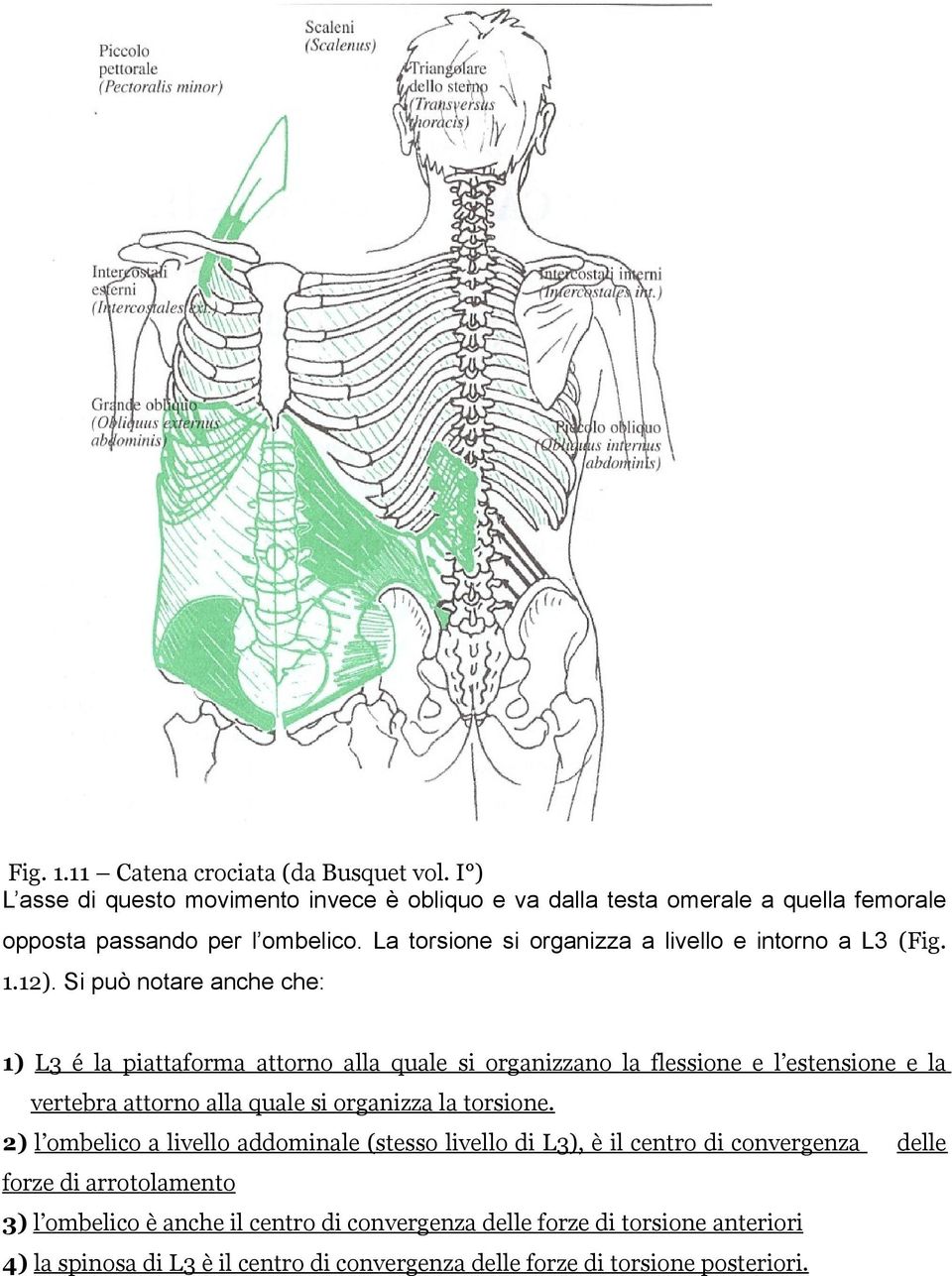 Si può notare anche che: 1) L3 é la piattaforma attorno alla quale si organizzano la flessione e l estensione e la vertebra attorno alla quale si organizza la torsione.
