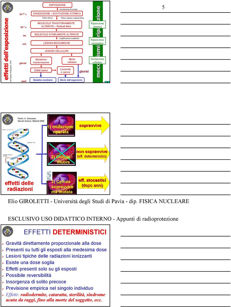 BIOCHIMICHE LESIONI CELLULARI Leucemia o cancro Morte cellulare Morte dell organismo giorni meccanismi di riparazione Riparazione chimica Riparazione enzimatica Sostituzione cellulare 5 Fonte: A.