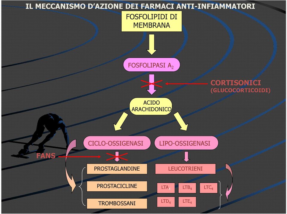 (GLUCOCORTICOIDI) FANS CICLO-OSSIGENASI PROSTAGLANDINE