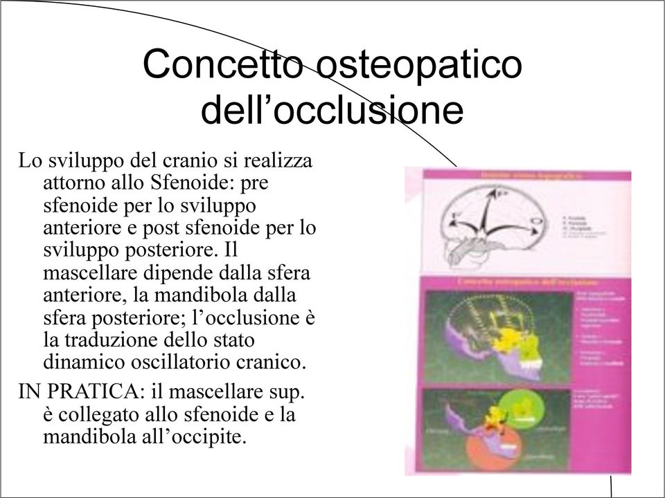 Il mascellare dipende dalla sfera anteriore, la mandibola dalla sfera posteriore; l occlusione è la