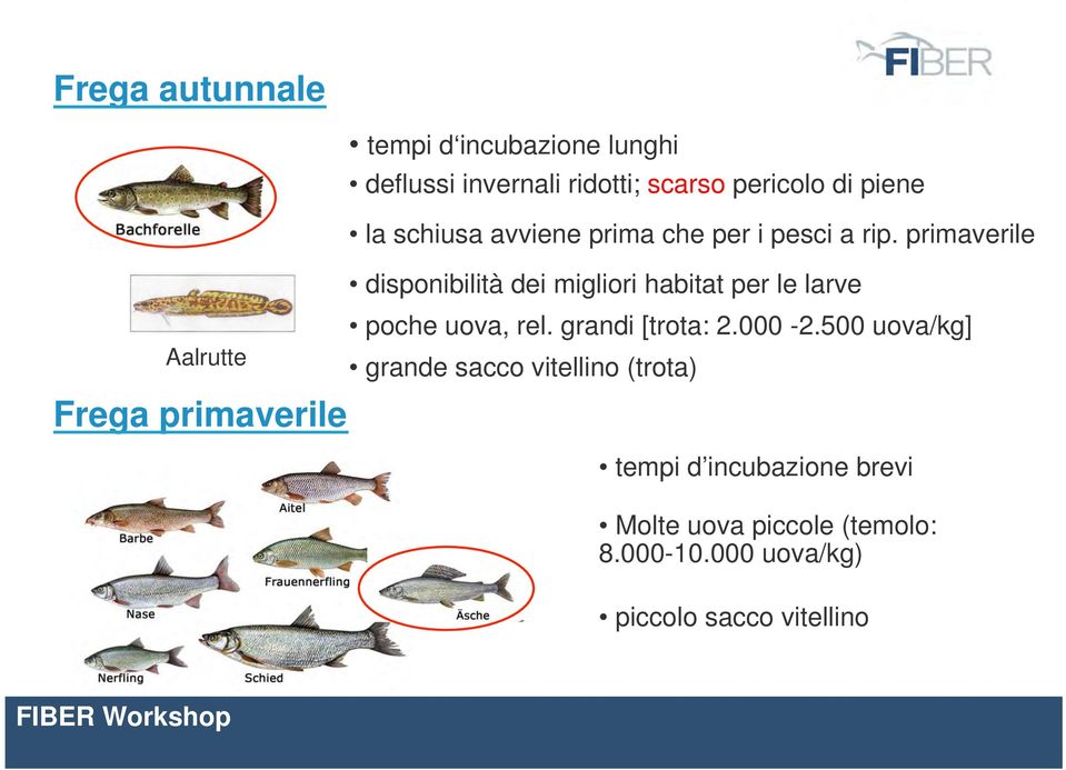 primaverile" disponibilità dei migliori habitat per le larve poche uova, rel. grandi [trota:. -.